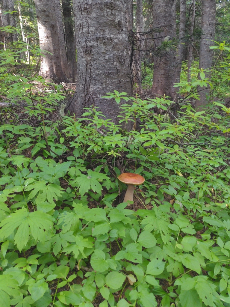King bolete porcini mushroom in mountain conifer forest habitat, Pacific Northwest