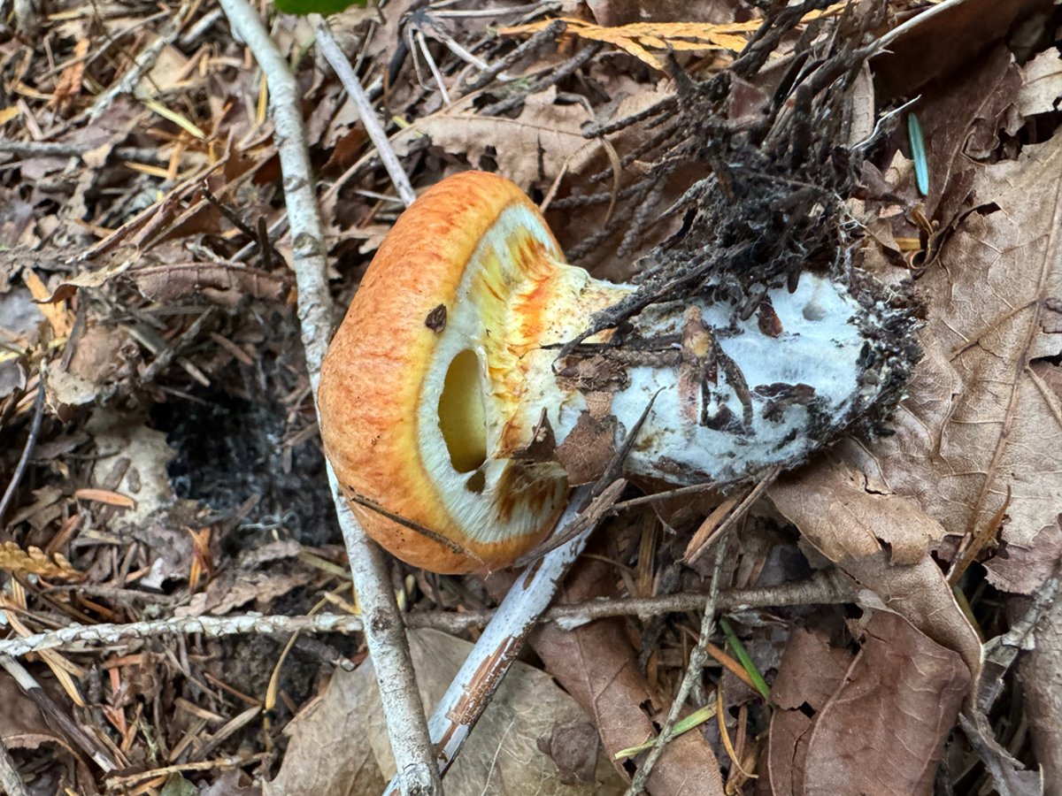 Suillus caerulescens (fat jack) showing stout fruitbody with blue-staining flesh