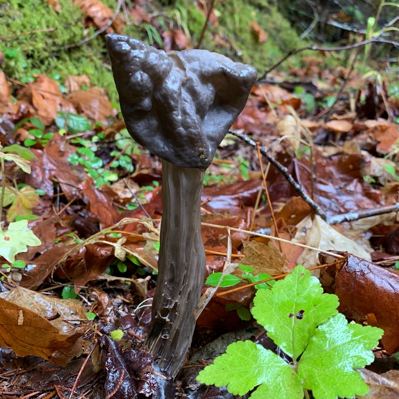 Helvella vespertina (western black elfin saddle) showing dark lobed cap and deeply ribbed stipe
