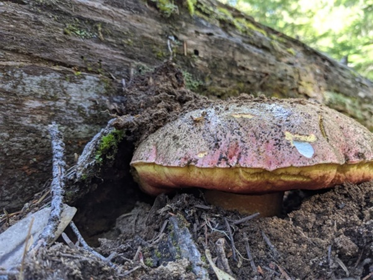 Butyriboletus autumniregius: a rosy red cap with a yellow pore margin, growing at the base of a fallen log