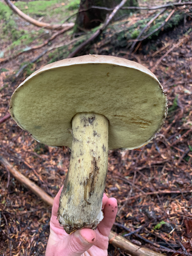 Caloboletus conifericola: a large bolete with a dark olive-gray to grayish-brown cap and yellow pores, growing under conifers