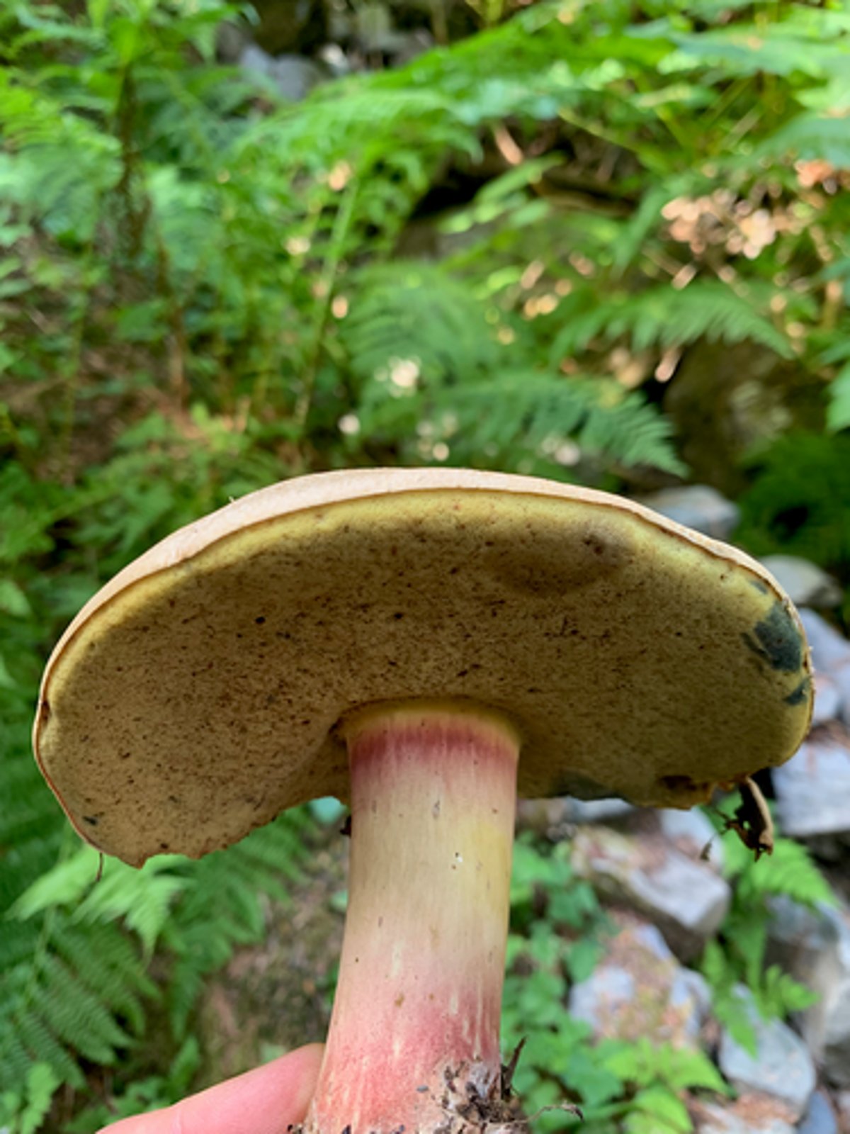 Western bitter bolete: an olive-buff cap over a stem that reddens toward the top, growing in a grassy conifer opening