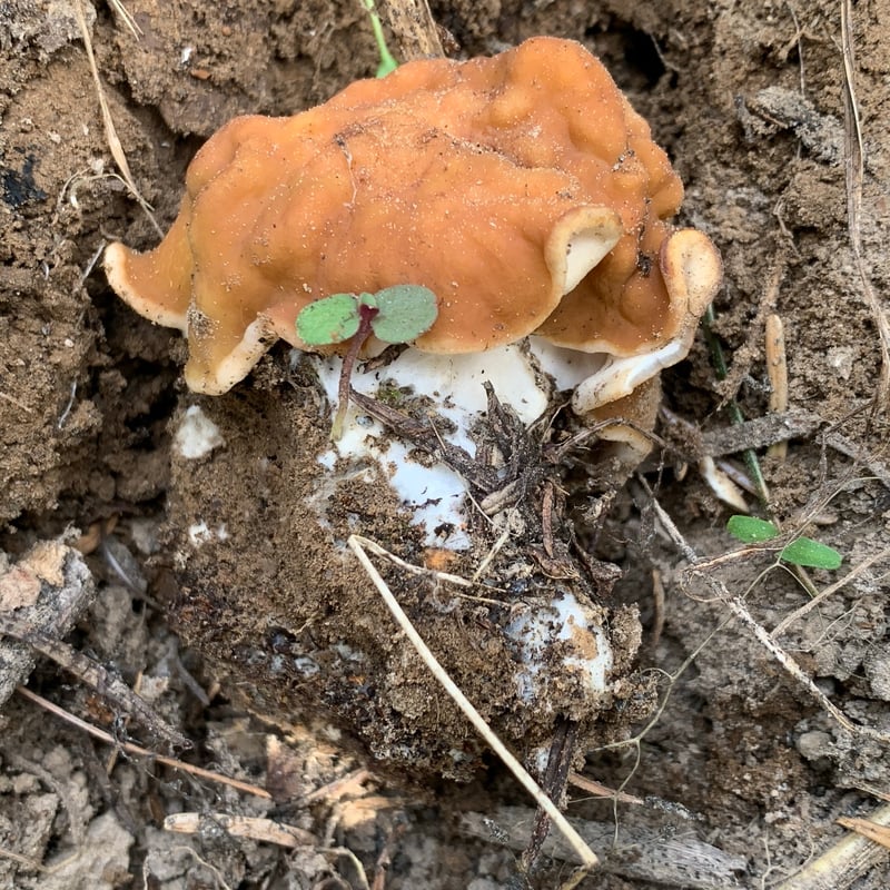 Maublanomyces montanus in its natural conifer forest habitat