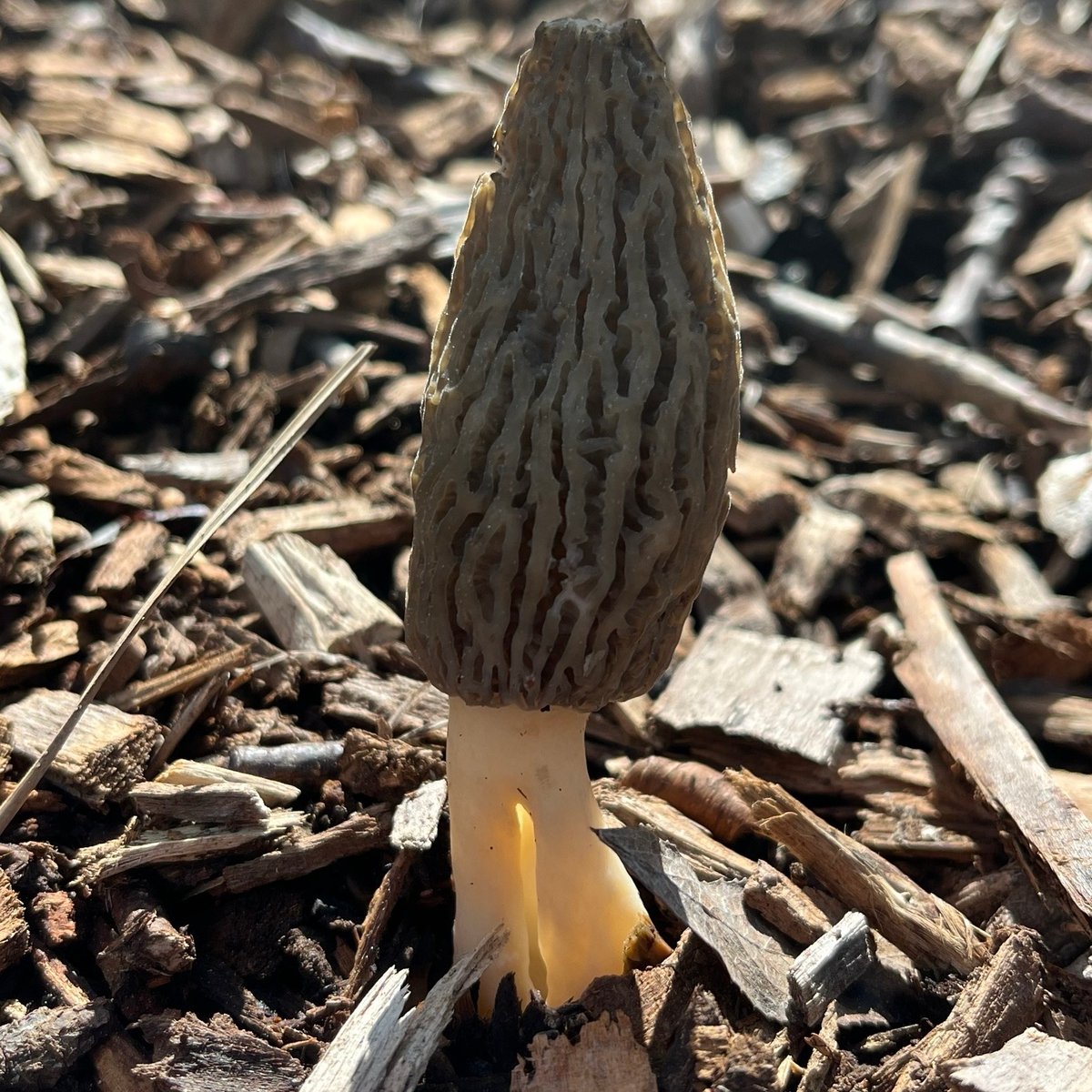 Landscape morel (Morchella importuna) fruiting in woodchip mulch