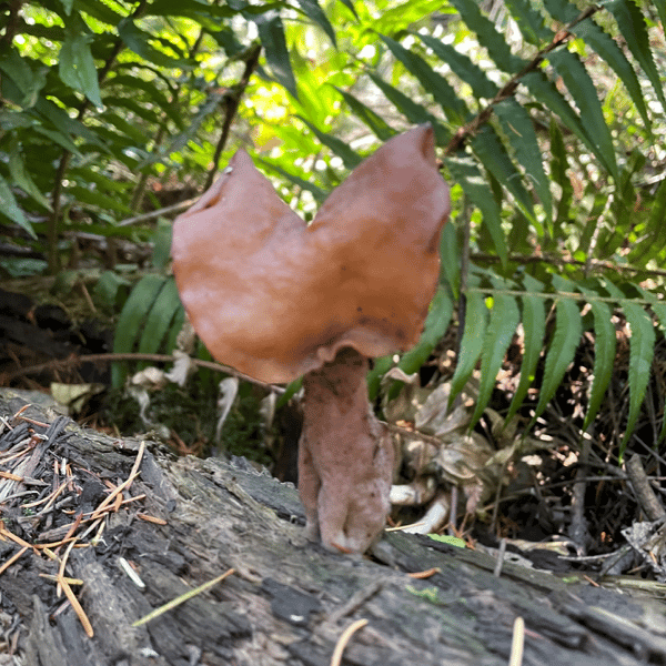 Paragyromitra infula growing on decayed conifer wood showing the saddle-shaped cap and pale hollow stipe