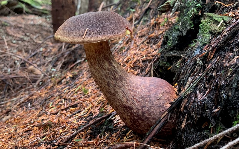 Admirable bolete (Aureoboletus mirabilis) showing dark maroon-brown velvety cap and club-shaped stem, growing from mossy hemlock log in the Pacific Northwest