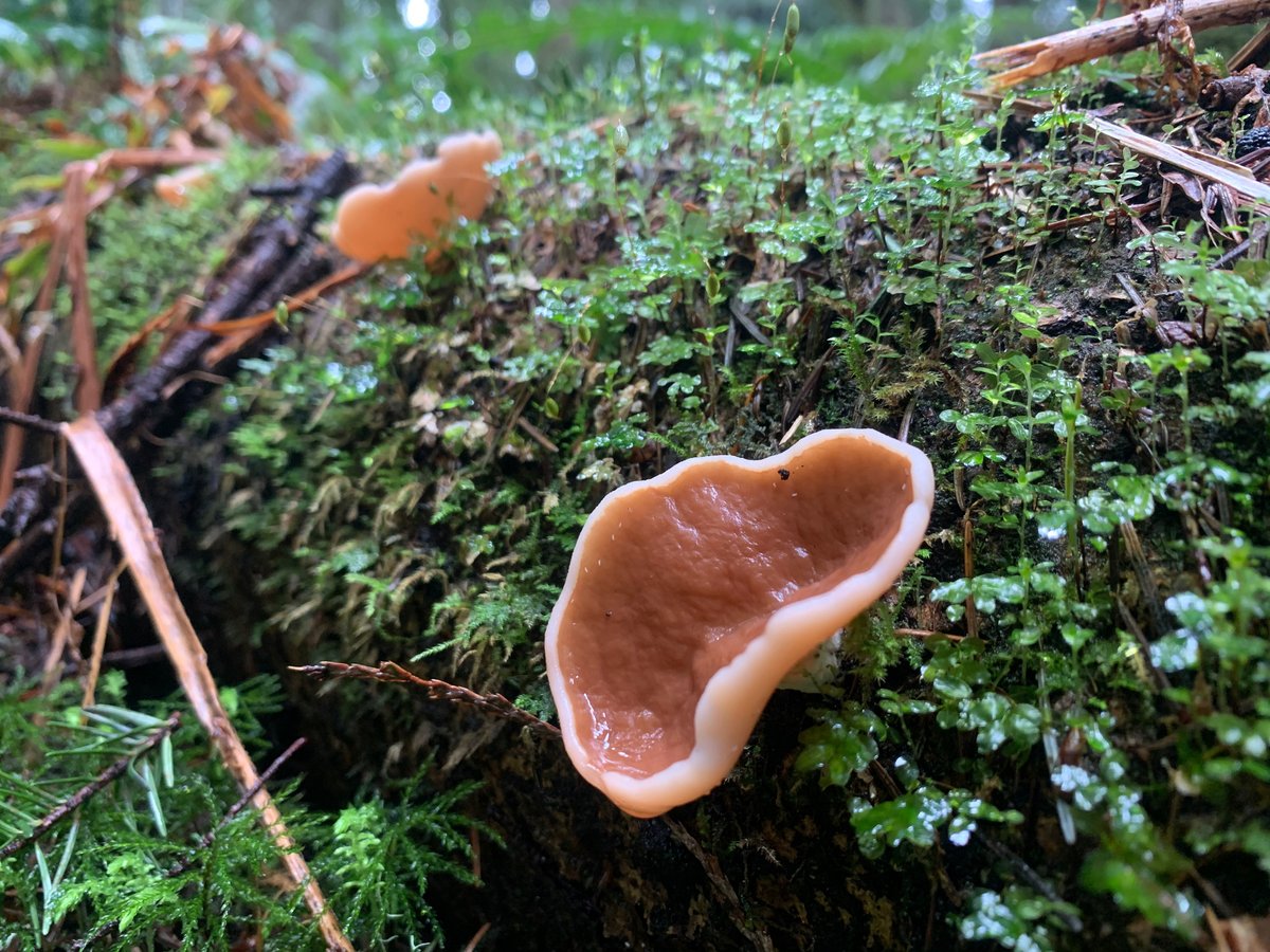 Discina ancilis (pig's ears) disc-shaped cup fungus, cinnamon-brown, on forest floor