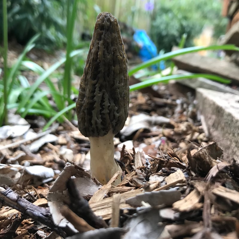 Landscape morel mushroom (Morchella importuna) found in the Pacific Northwest