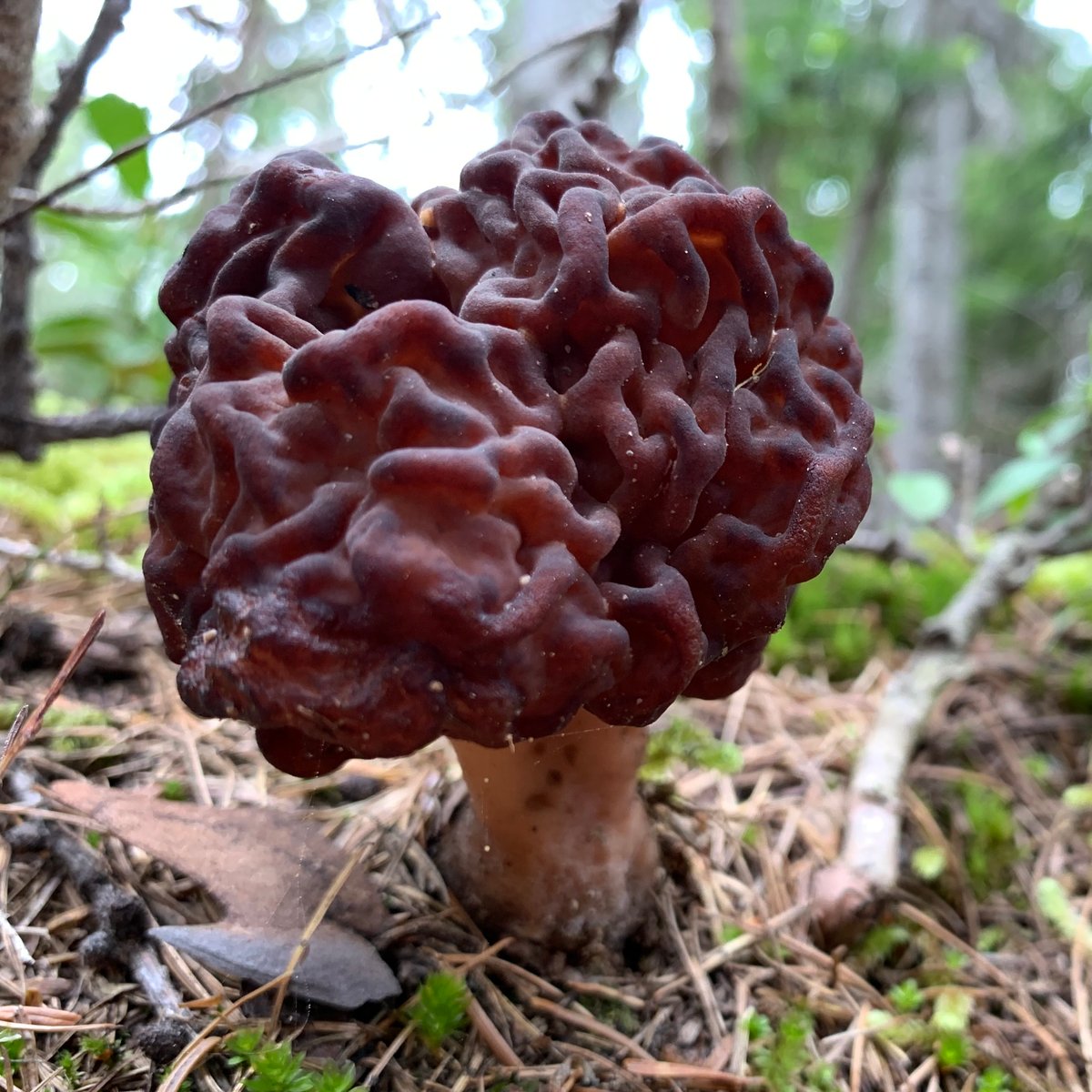 False morel Gyromitra esculenta with wrinkled brain-like cap, Pacific Northwest