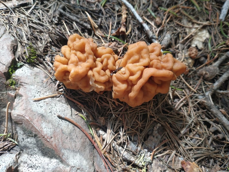 Maublanomyces montanus showing characteristic broad stem and convoluted brain-like cap