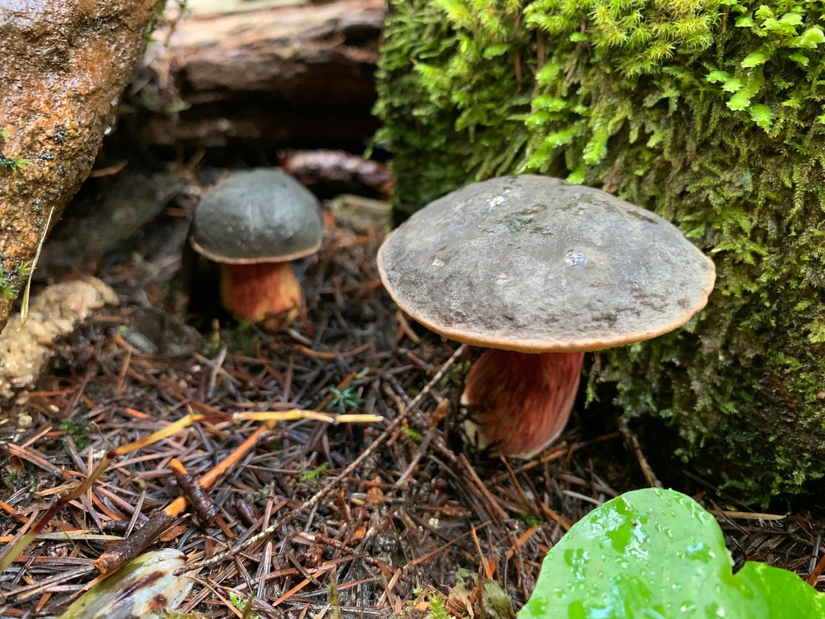 Deep purple bolete: a dark reddish-purple, bumpy-wrinkled cap without a pale margin, dull yellow pores and a red-streaked yellow stem