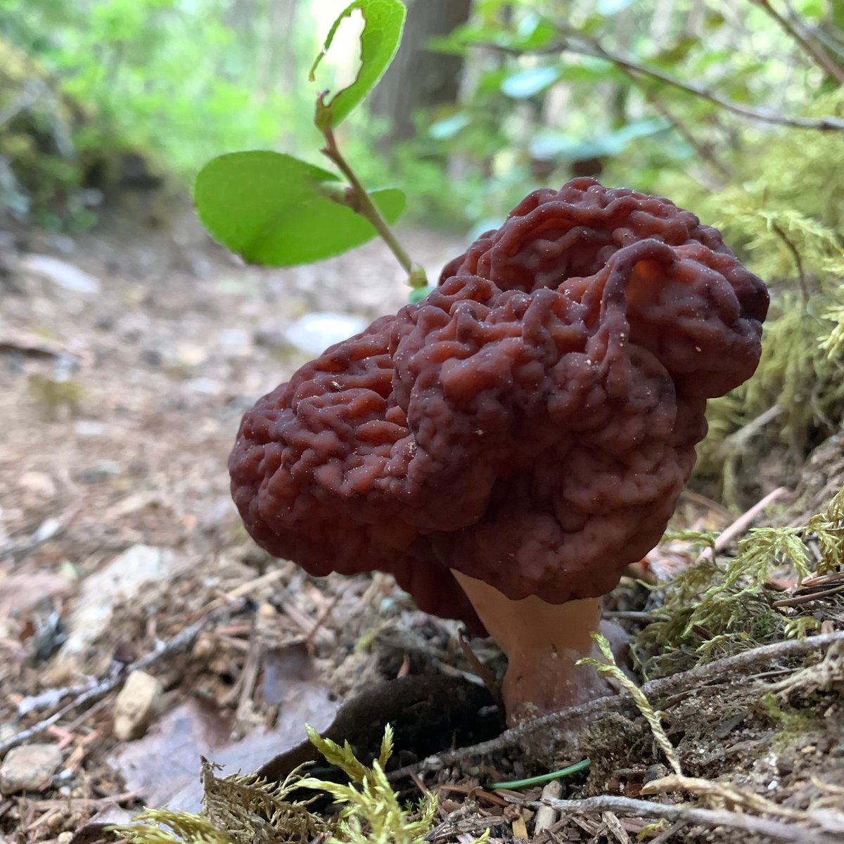 Gyromitra esculenta false morel with wrinkled reddish-brown brain-like cap