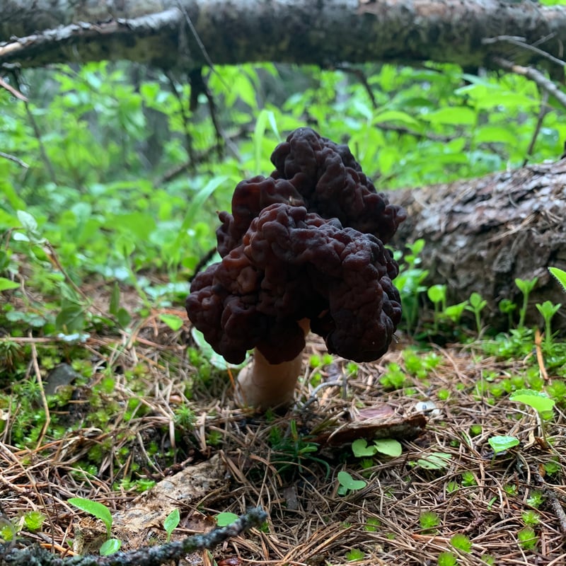 Gyromitra esculenta (false morel) showing wrinkled brain-like cap on forest floor, Pacific Northwest