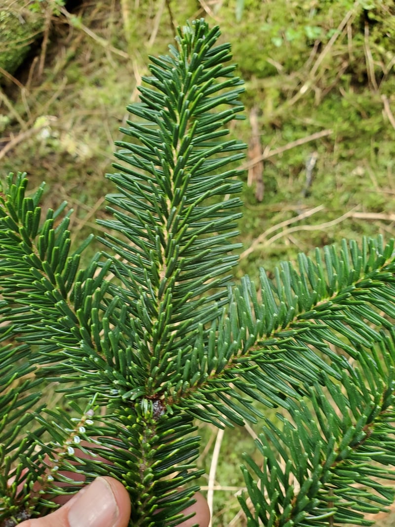 Pacific silver fir needles showing white undersides and forward-pointing top needles