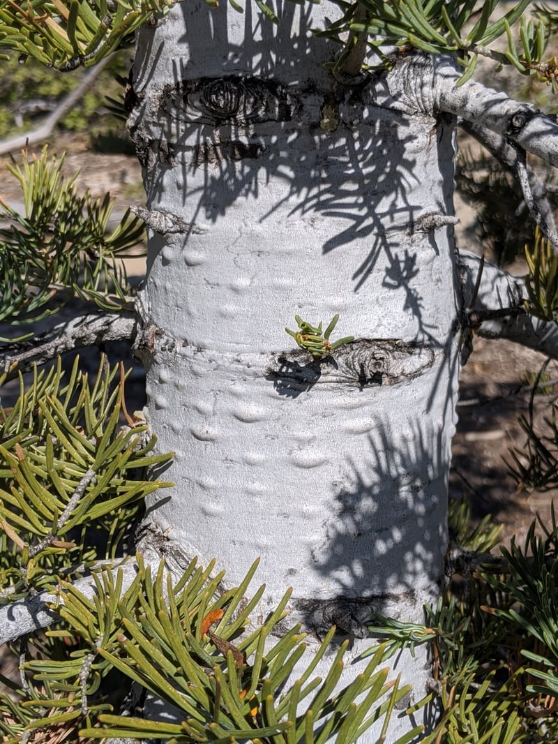 White fir with long blue-gray needles in a high-elevation forest
