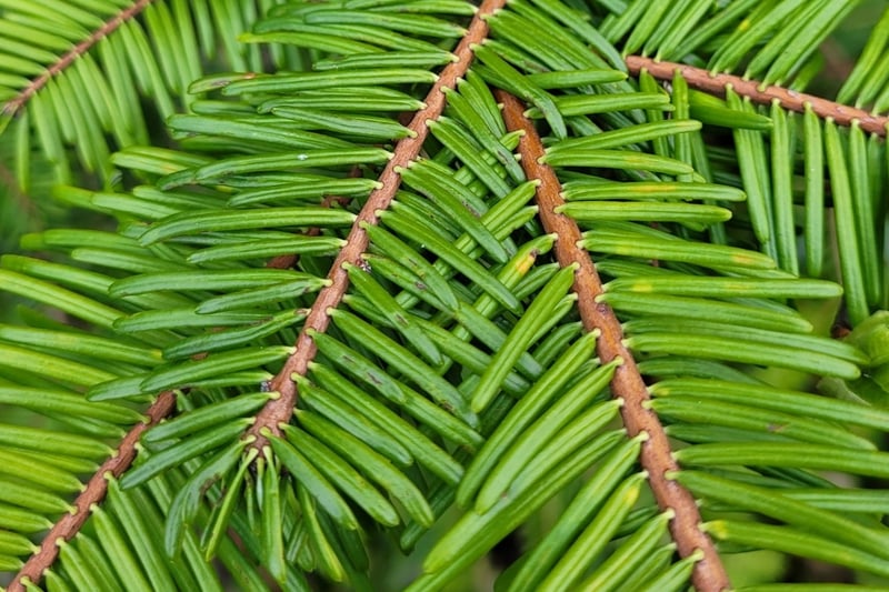 Grand fir tree with flat needles in Pacific Northwest forest