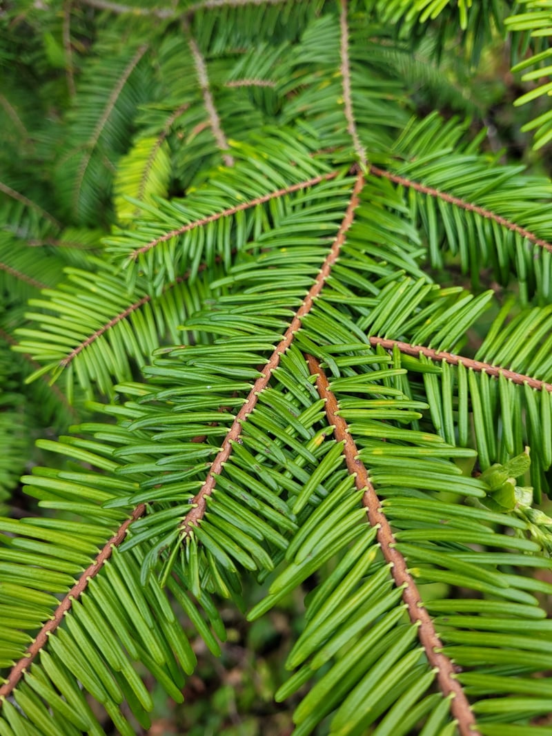 Grand fir (Abies grandis) showing characteristic flat needle arrangement in Pacific Northwest forest