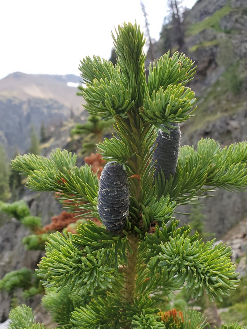 Subalpine fir with characteristic narrow spire shape at timberline