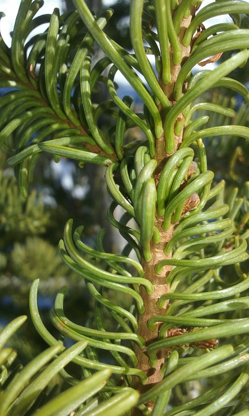 California red fir with reddish-brown bark in a high-elevation Sierra Nevada forest