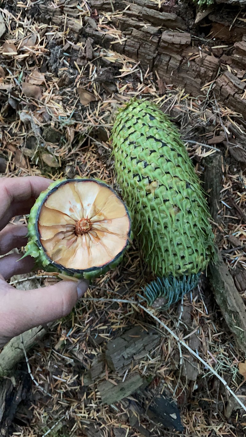 Noble fir showing blue-green needles and distinctive large cone with elephant-head bracts