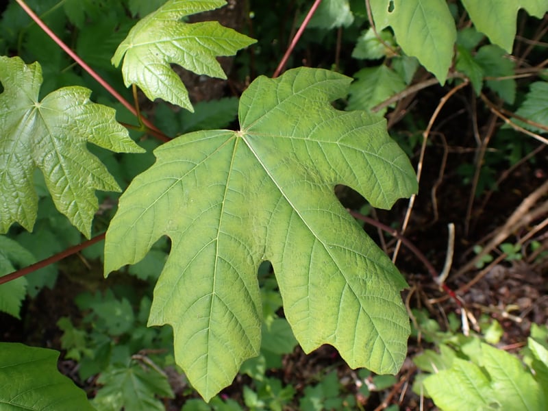 Bigleaf maple tree (Acer macrophyllum) in a Pacific Northwest forest
