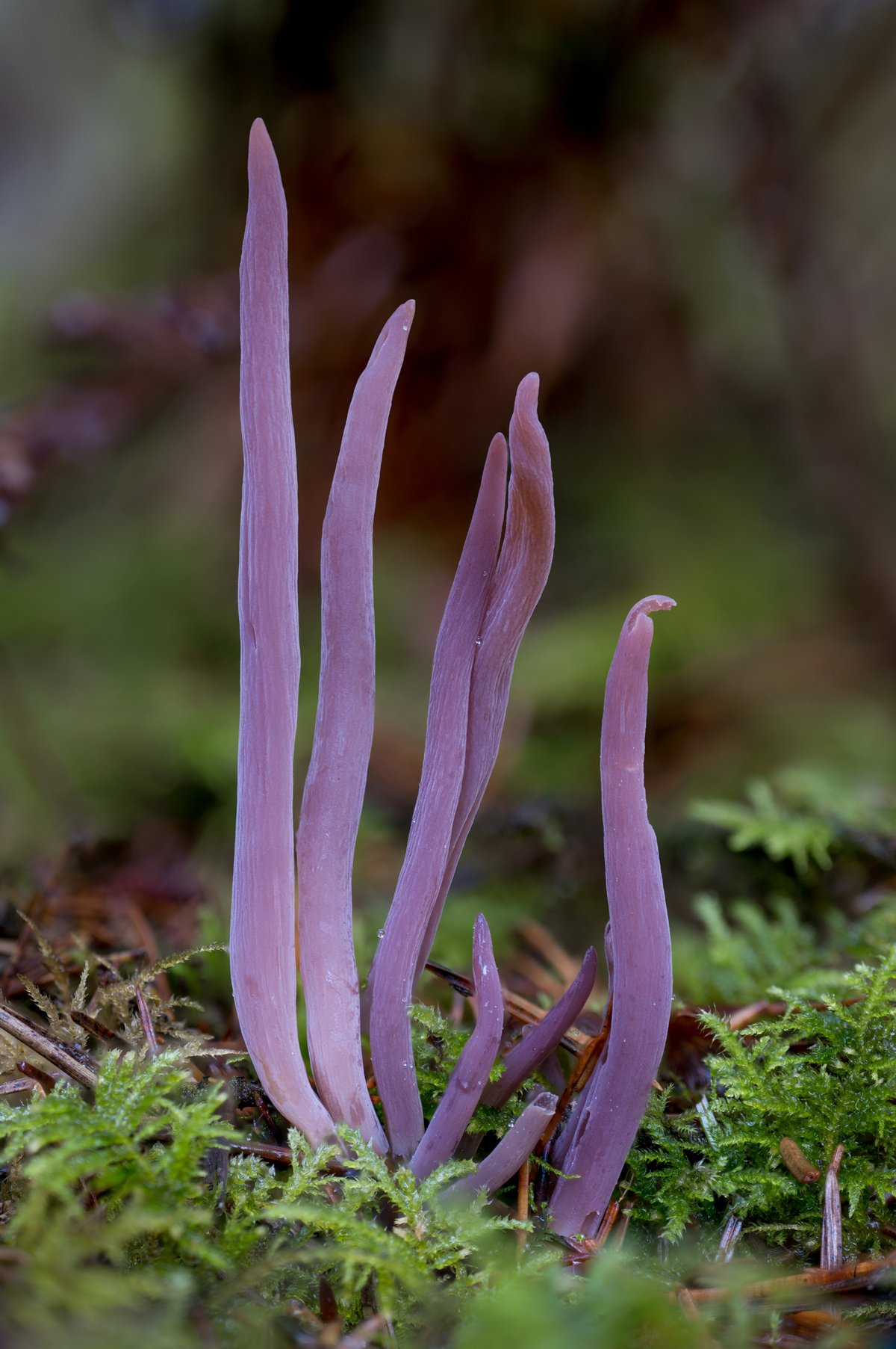 Purple spindles (Alloclavaria purpurea) clubs in moss