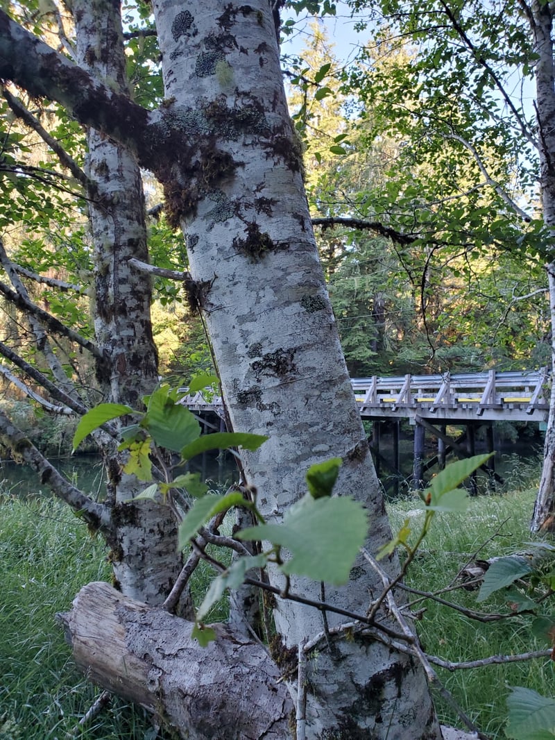 Red alder trunks with pale, lichen-blotched bark