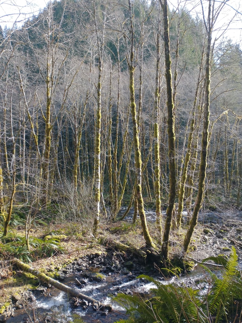 Red alder tree (Alnus rubra) showing characteristic smooth gray bark