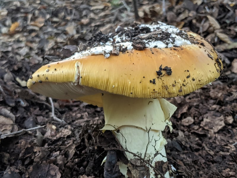 Coccora mushroom (Amanita calyptroderma)
