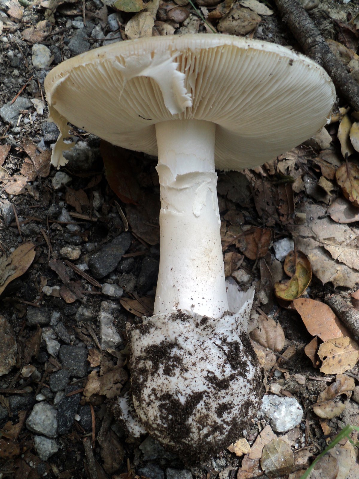 Destroying angel (Amanita ocreata) side view showing white gills, a skirt-like ring on the stem, and a large sac-like volva at the base.