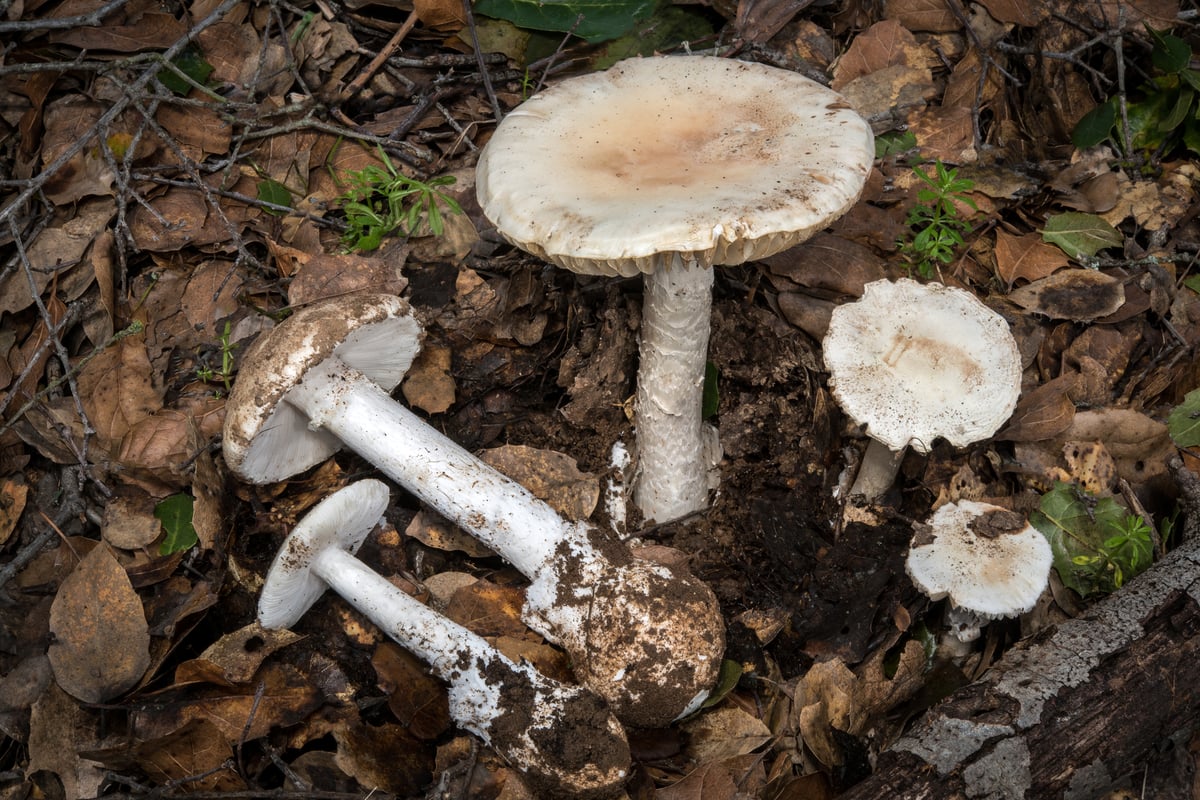 Destroying angel (Amanita ocreata): pure white caps and stems with swollen, sac-wrapped bases, some dug up to show the base.