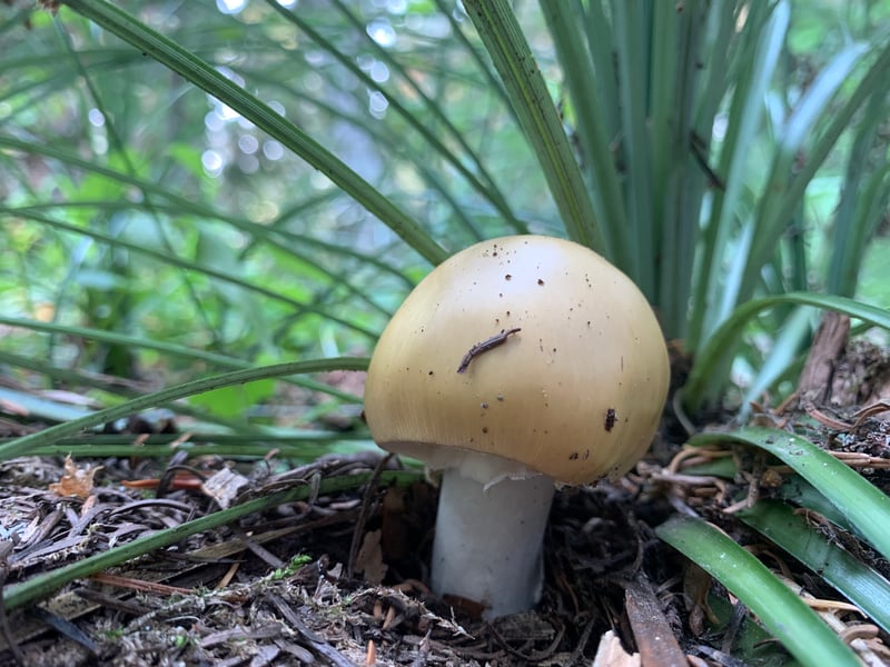 Amanita pacificogemmata with a smooth creamy-yellow cap and white stem among sedges