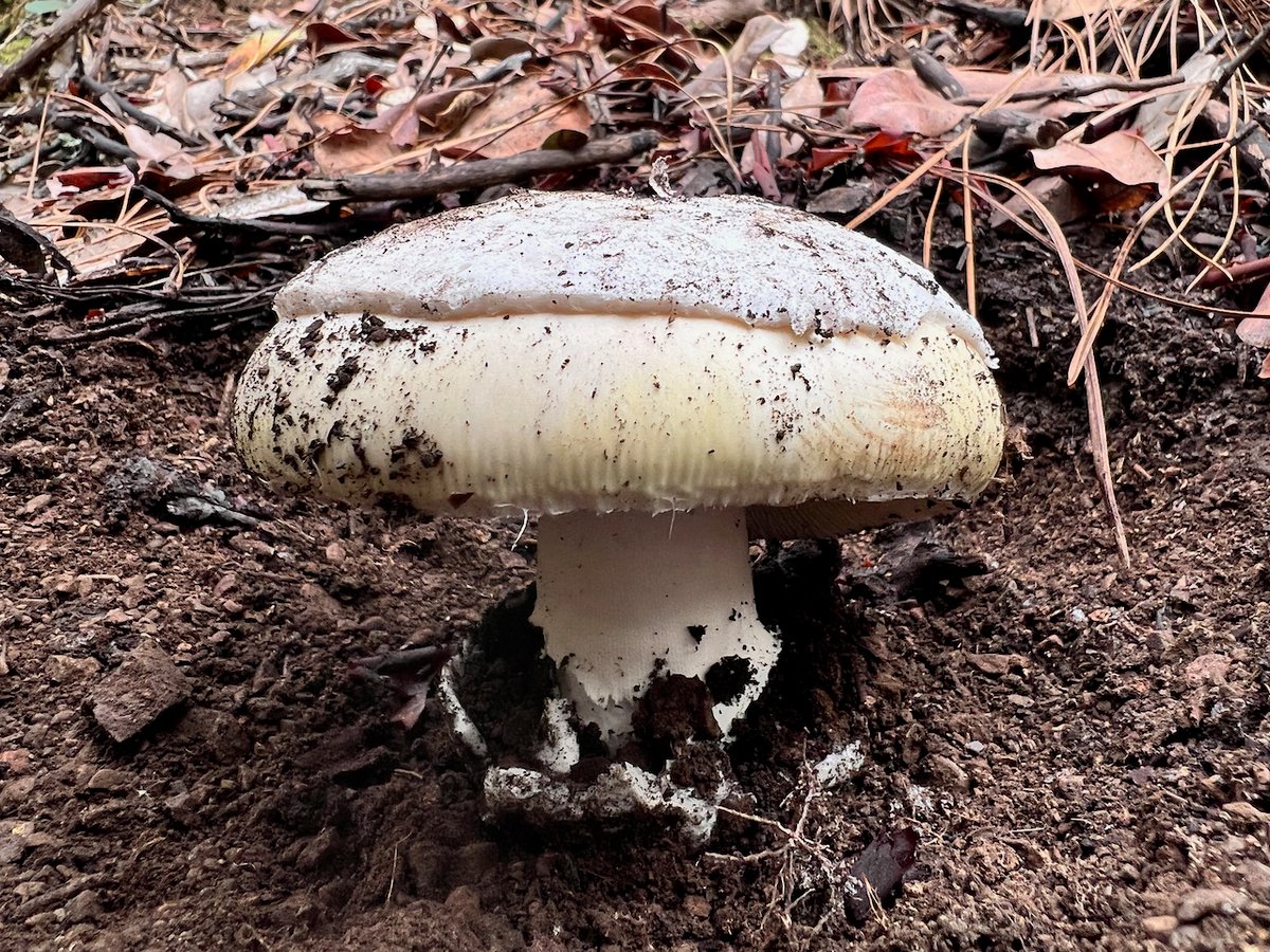 Spring coccora with a pale cap and thick white volva