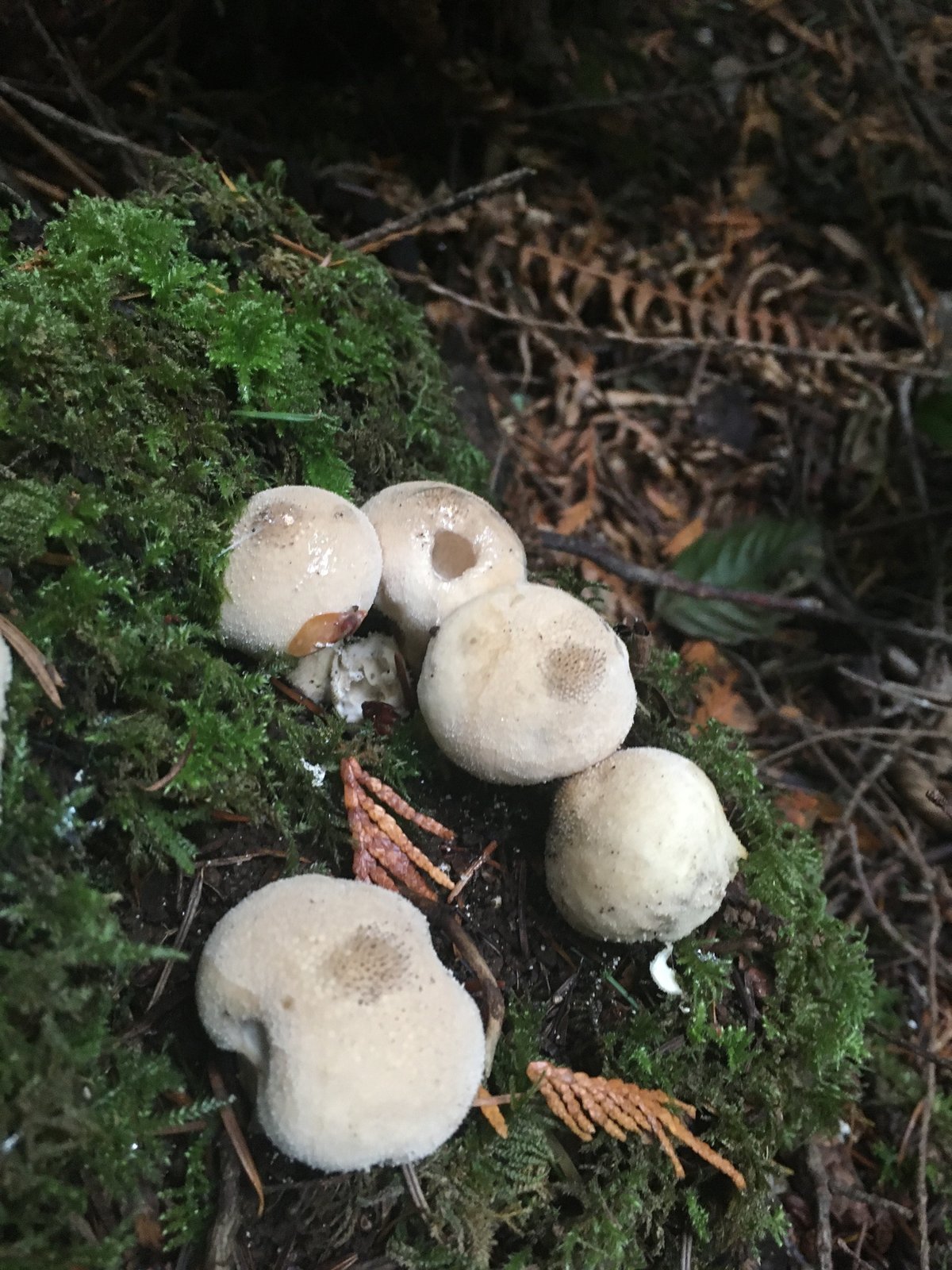 Pear-shaped puffballs (Apioperdon pyriforme) clustered on a mossy log