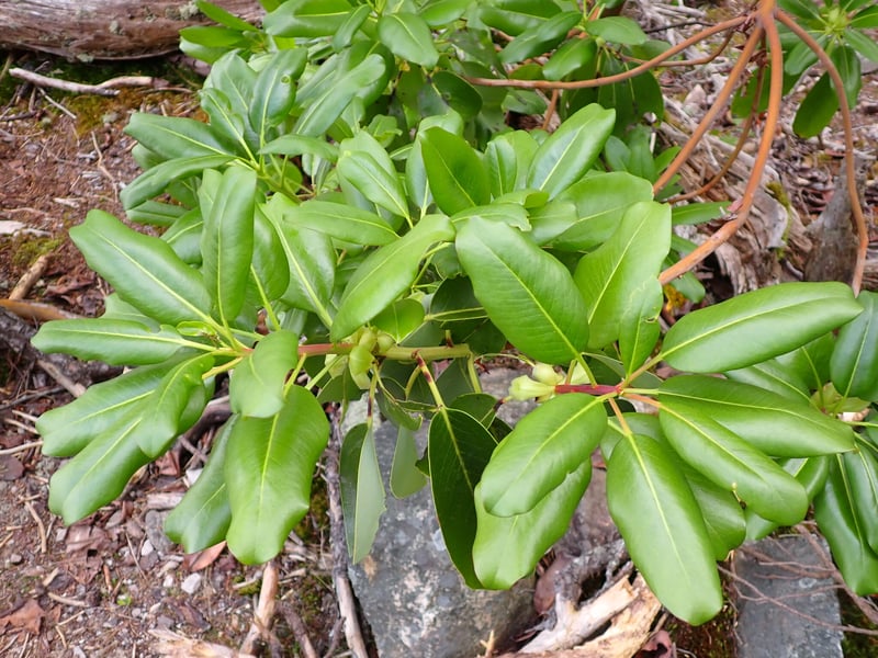 Pacific madrone tree with peeling red bark on a dry hillside