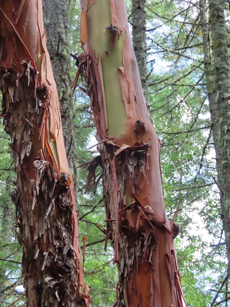 Pacific madrone bark peeling to reveal smooth red-orange wood underneath