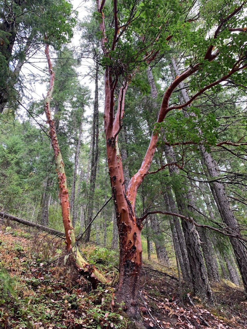 Pacific madrone tree with distinctive peeling red-orange bark