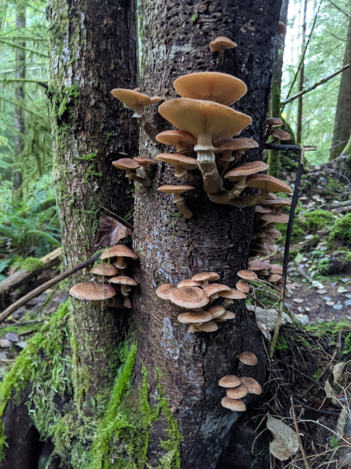 Honey Mushroom (Armillaria ostoyae)