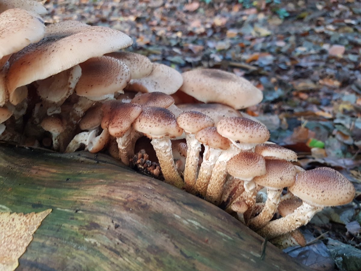 Honey Mushroom