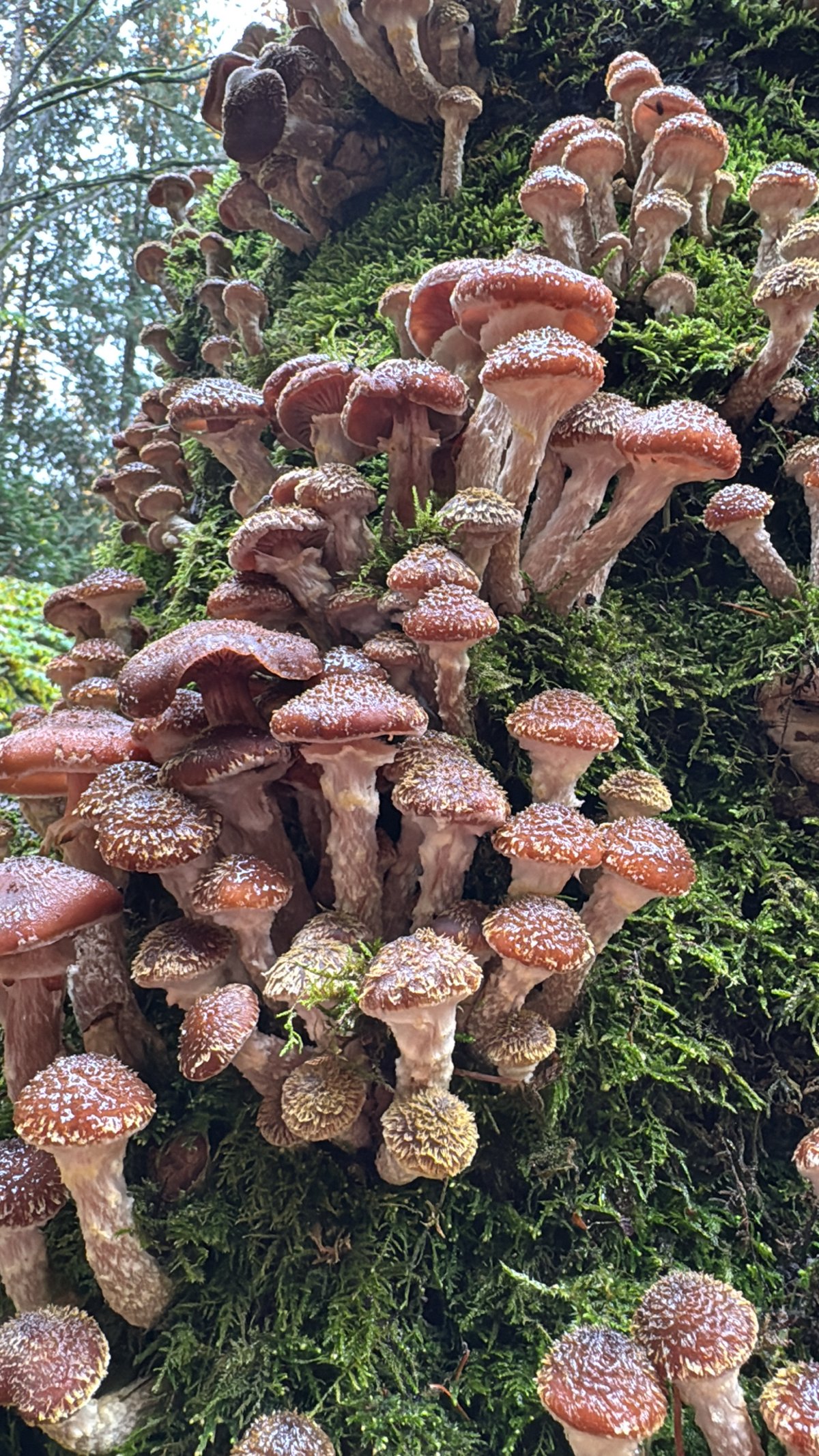 Honey Mushroom (Armillaria ostoyae)