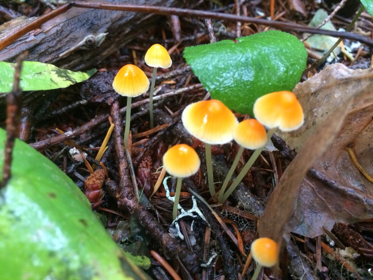 Small conical orange-and-yellow tangerine bonnets in conifer duff at Mount Rainier