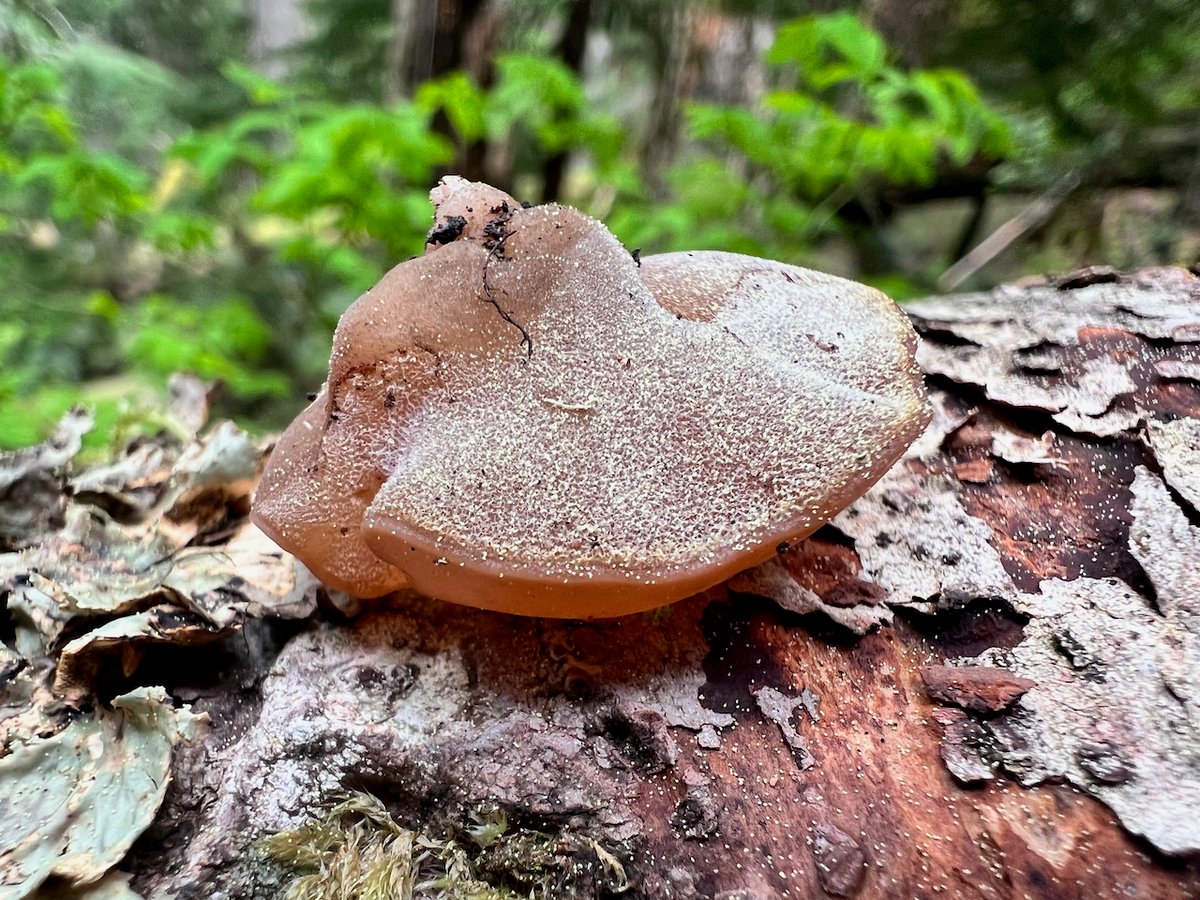 Jelly tree ear (Auricularia americana): a brown, rubbery ear-shaped fungus with a dull, finely hairy top on a conifer log