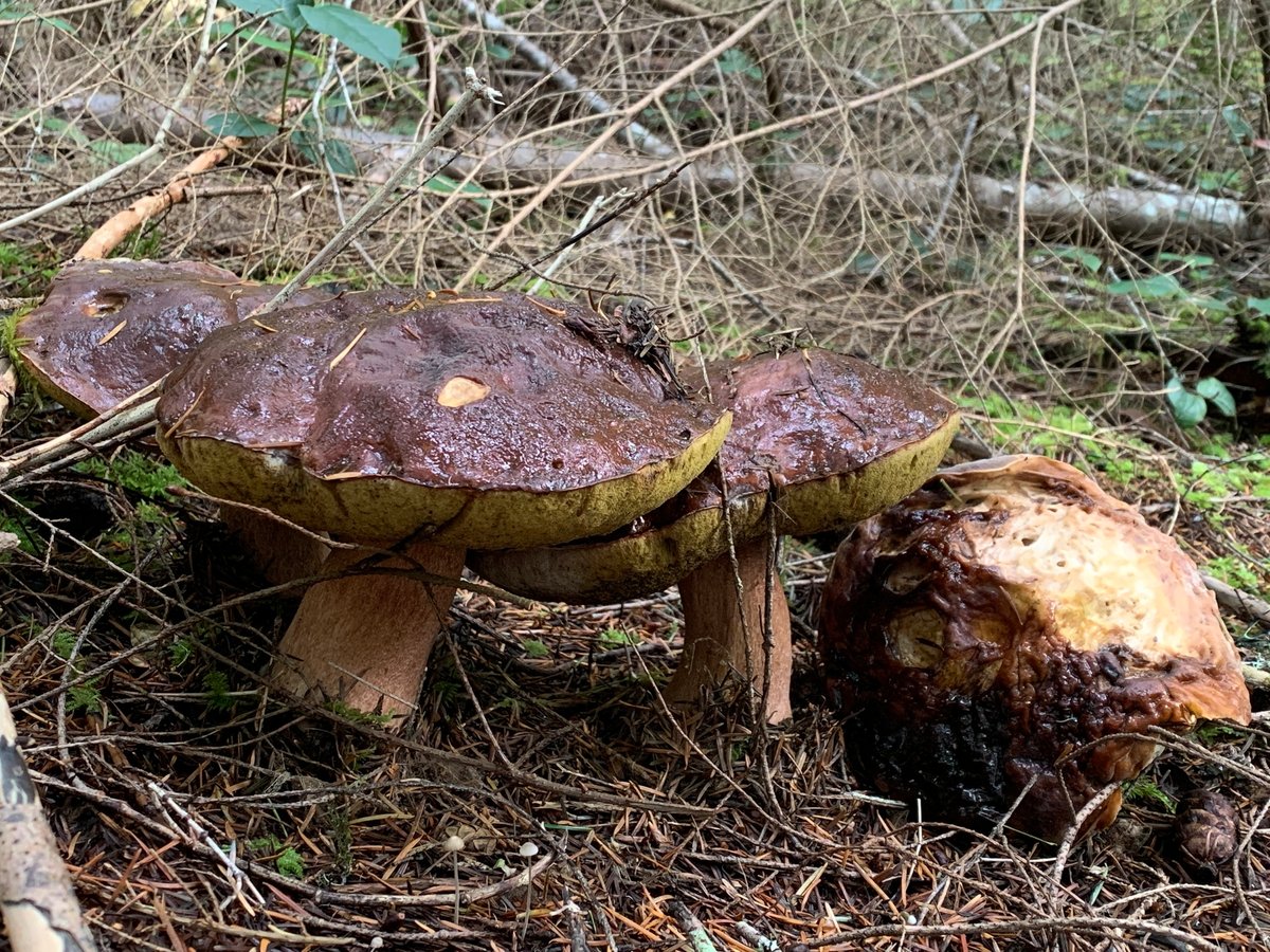 Queen boletes with dark brown caps