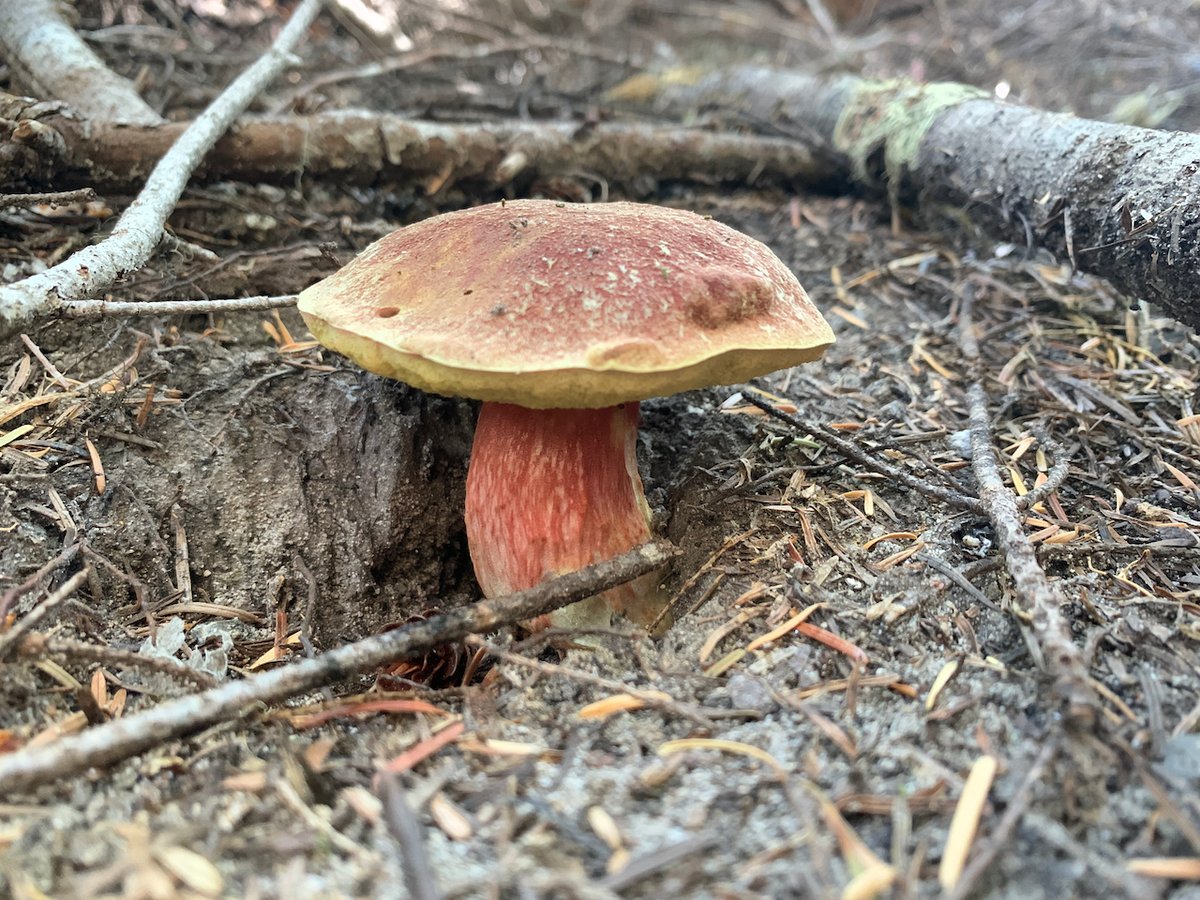 Smith's bolete with an orange-red cap, a yellow band at the margin, and a reddish-pink stem, growing in conifer duff