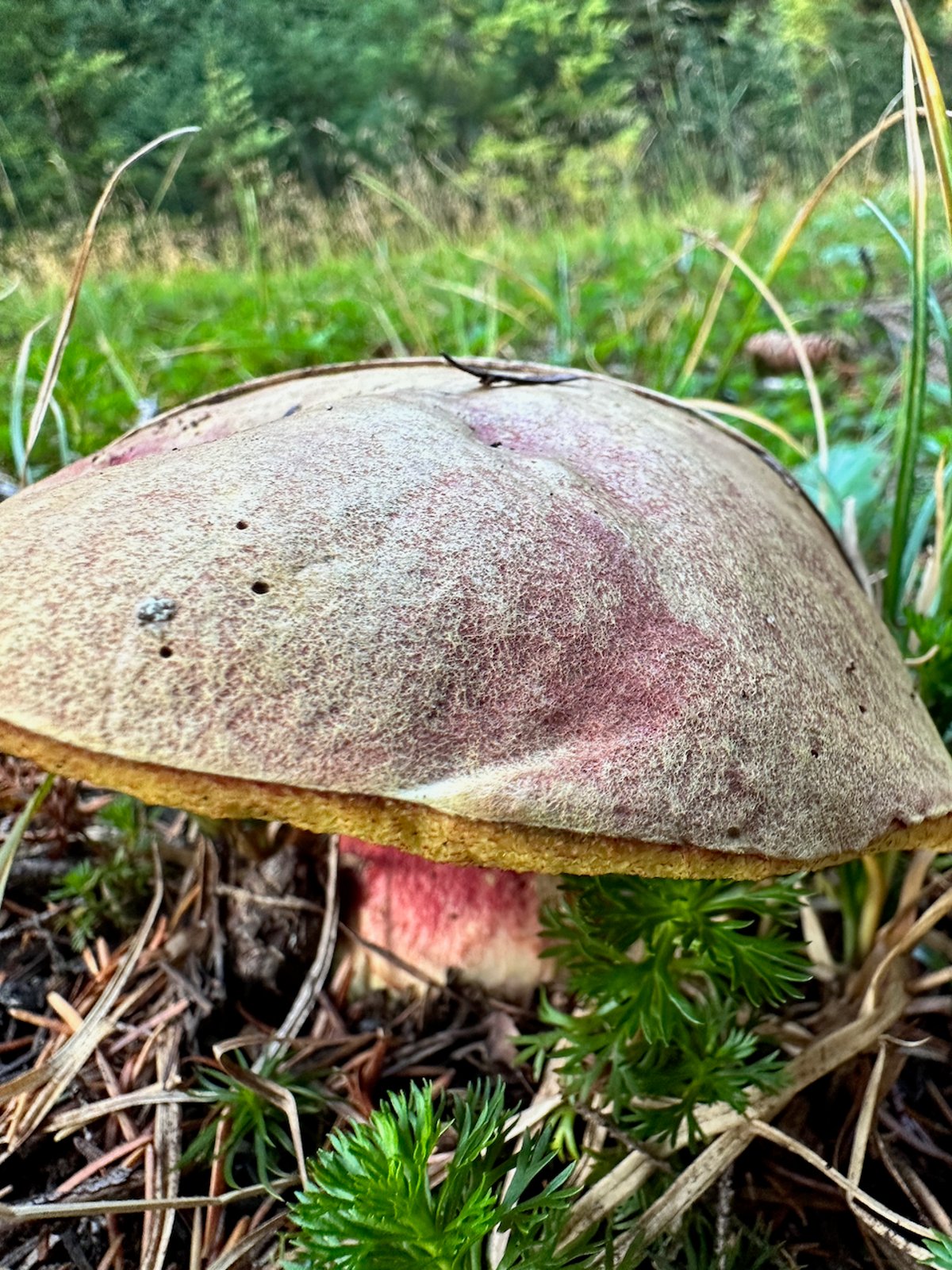 Older Smith's bolete cap that has faded to gray and tan with maroon patches, over a pink stem