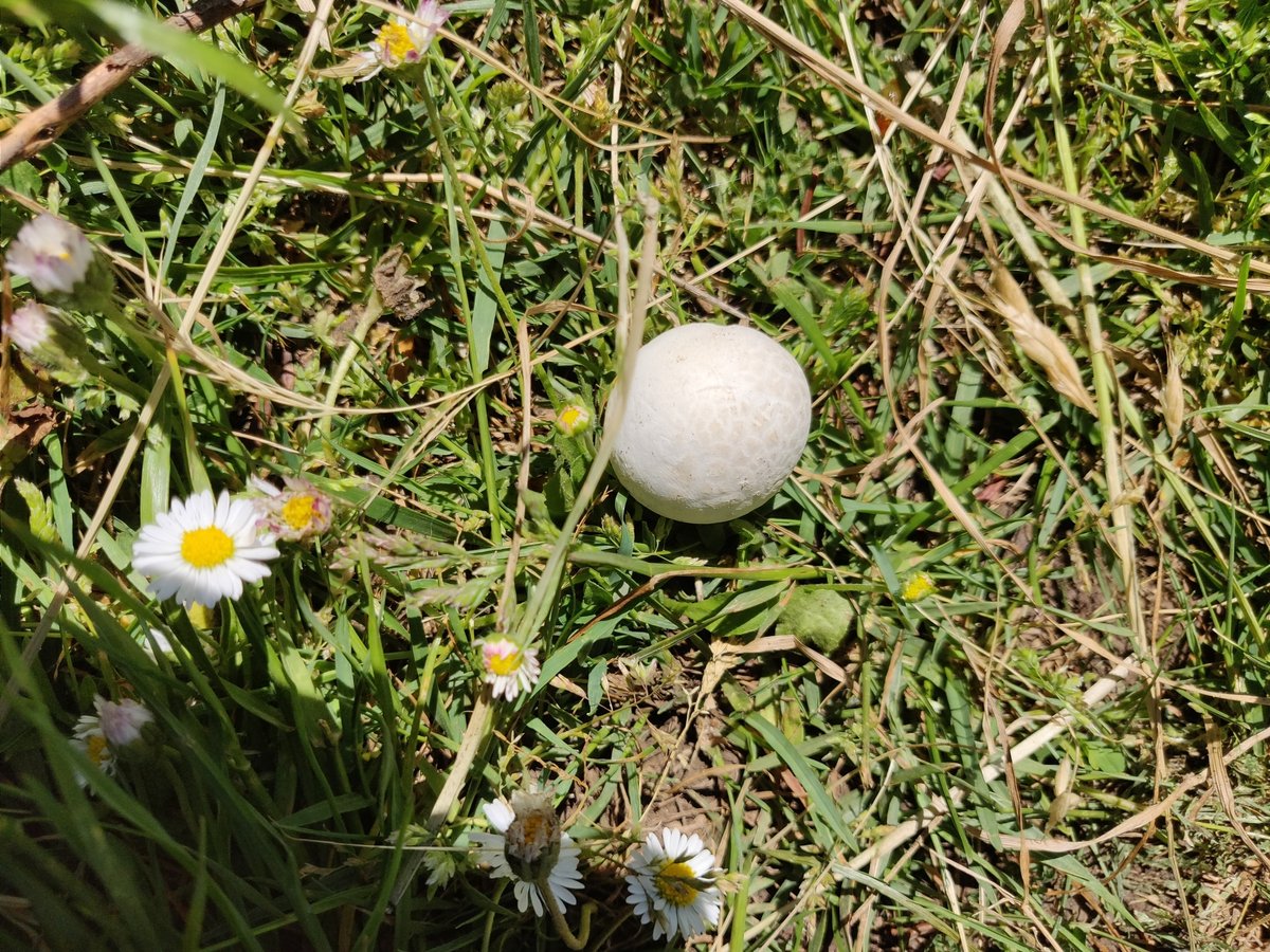 Tumbling puffball (Bovista plumbea) in grass