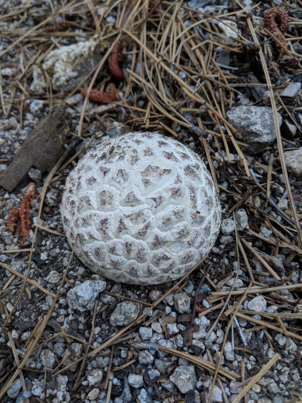 Sculptured puffball (Calbovista subsculpta) with pyramid-shaped patches