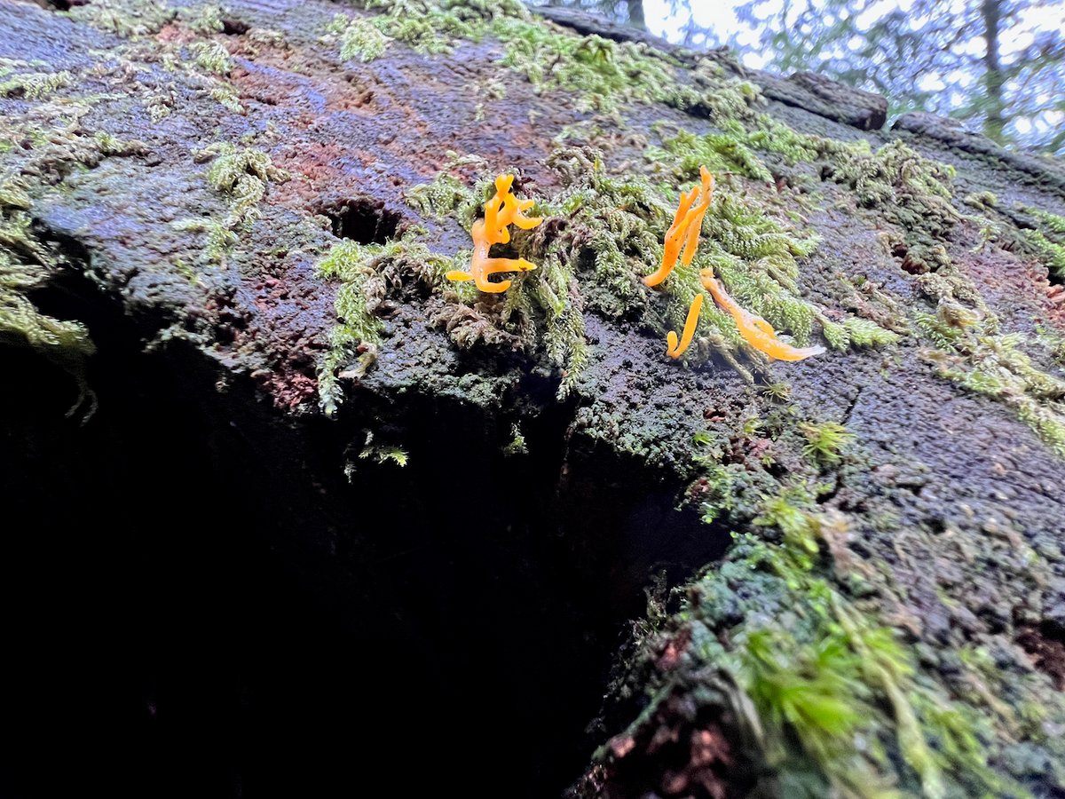 Jelly-antler (Calocera viscosa): golden-yellow, forked rubbery branches on rotting conifer wood