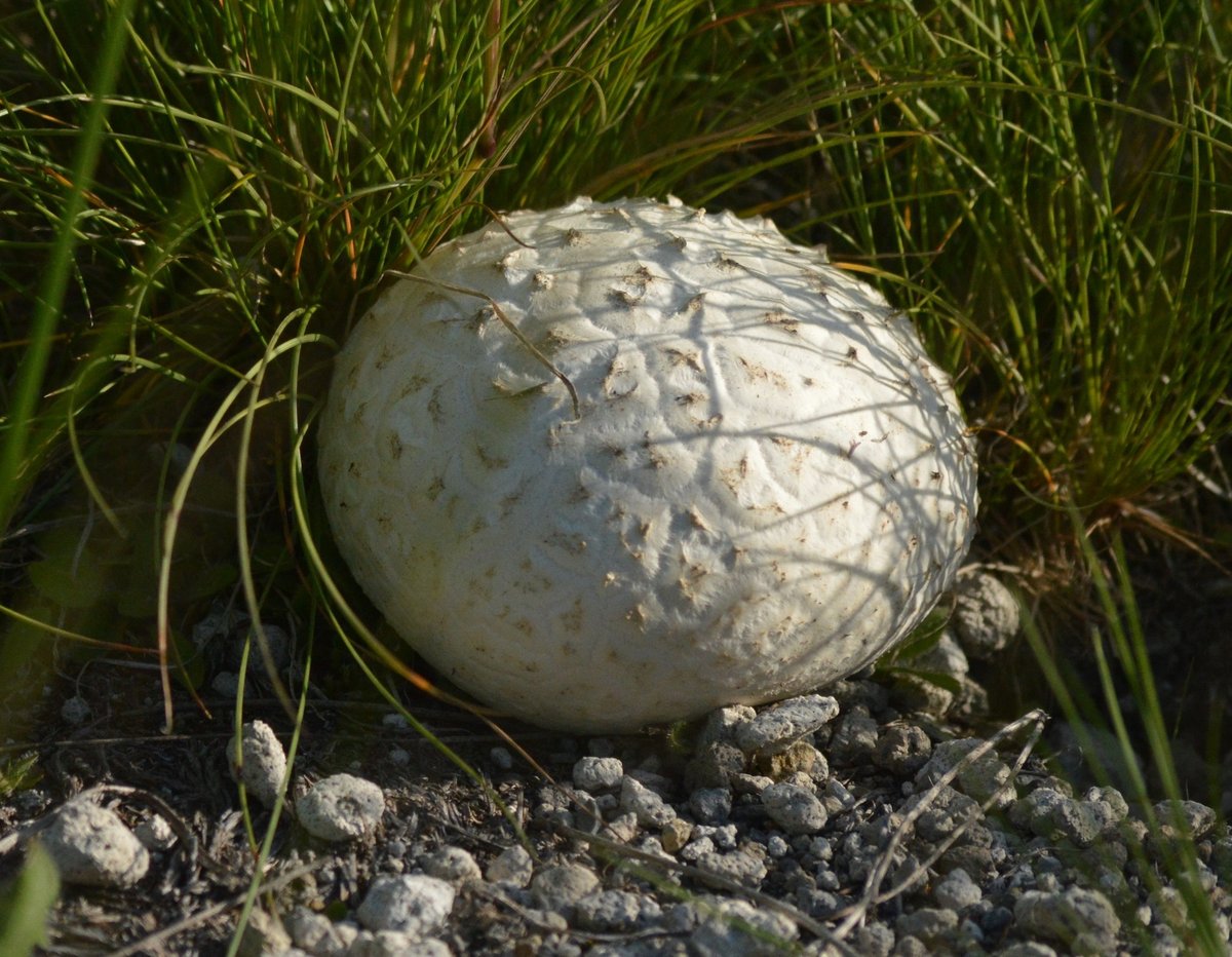 Western giant puffball (Calvatia booniana) with skin cracked like dried mud
