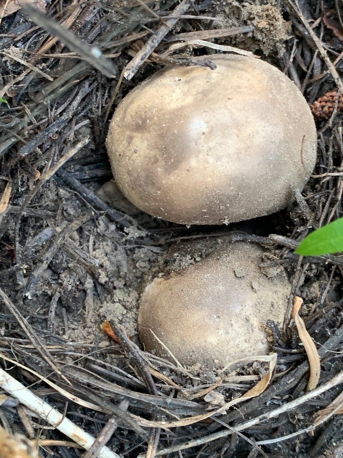 Smoky puffball (Calvatia fumosa) in duff under conifers